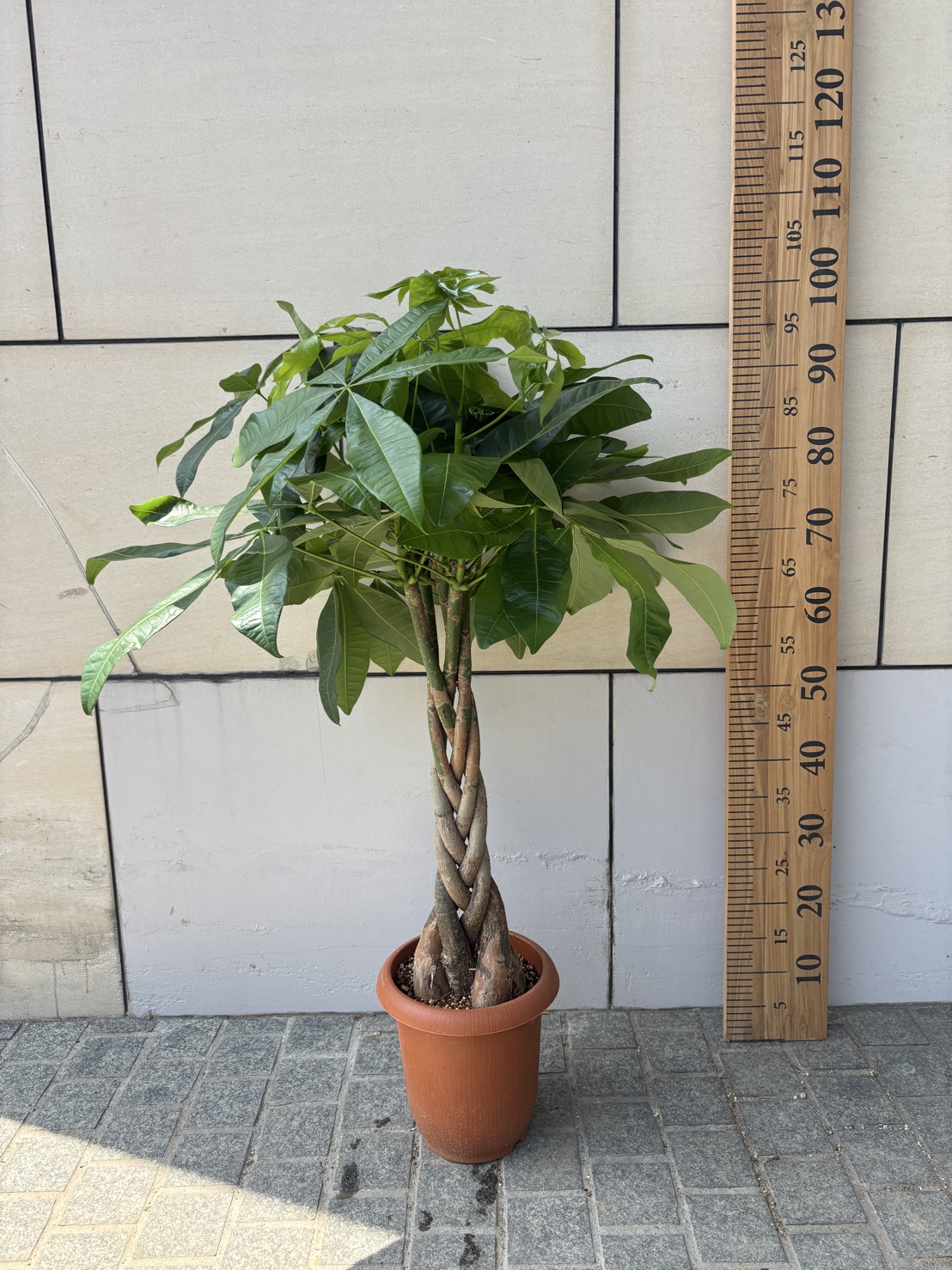 港区直接引渡のみ　大型パキラ　2m超 パキラ 編 21 | Massimo Botanico