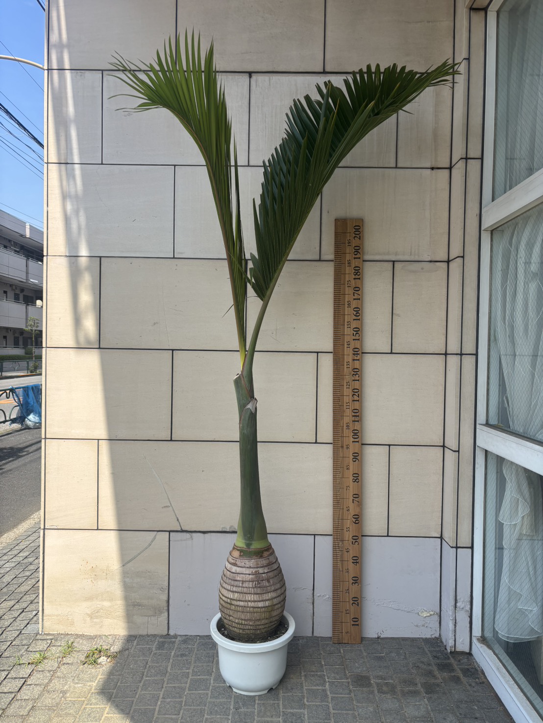 トックリヤシ C | Massimo Botanico