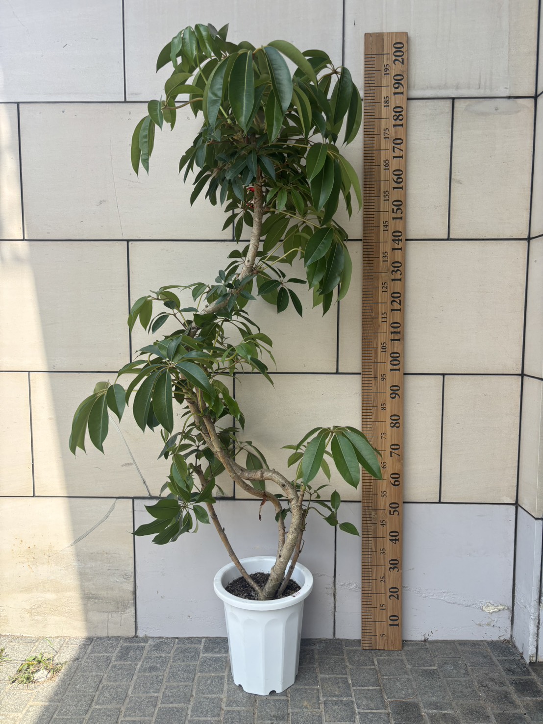 NEW | Massimo Botanico