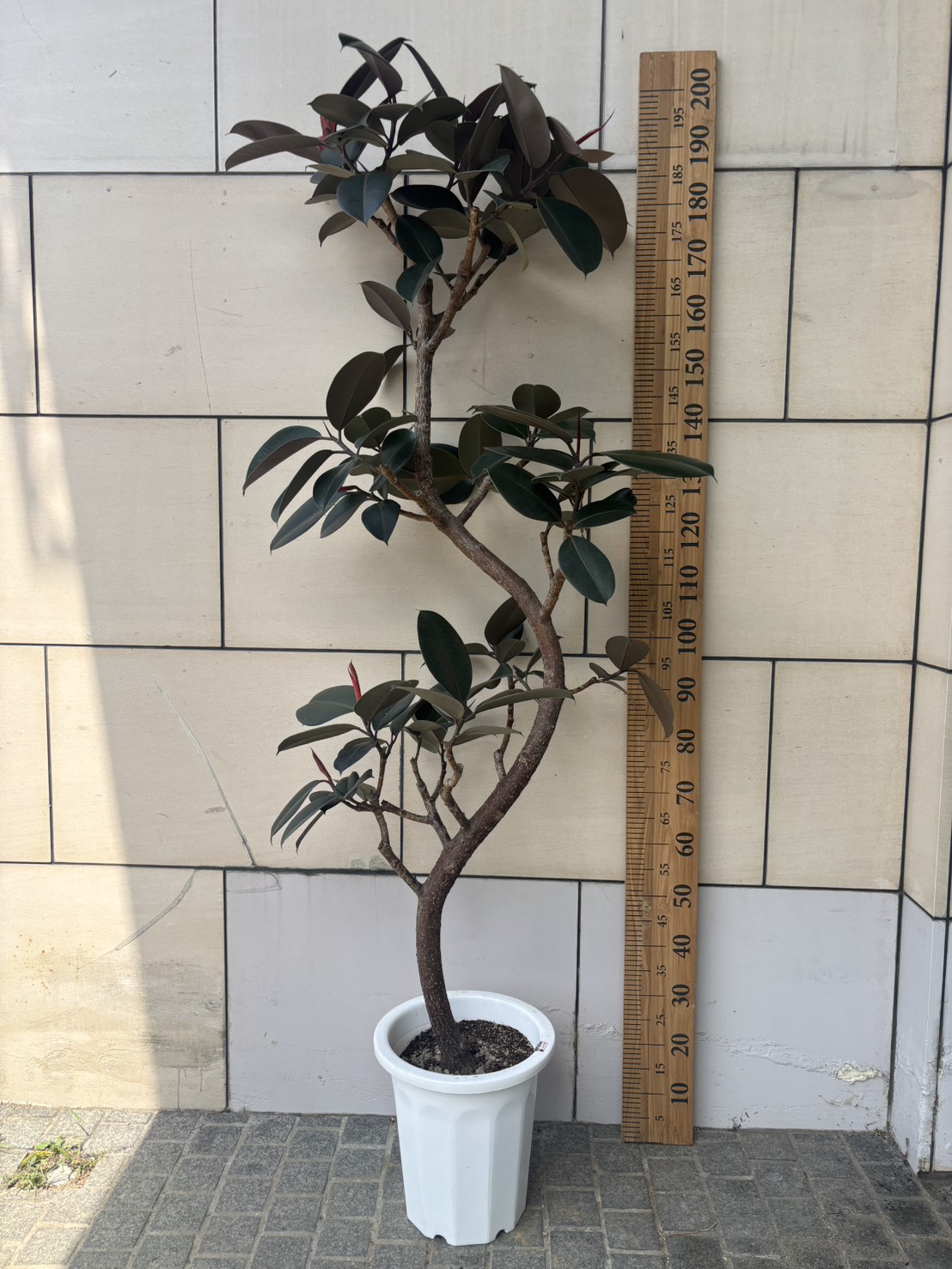 Item | Massimo Botanico