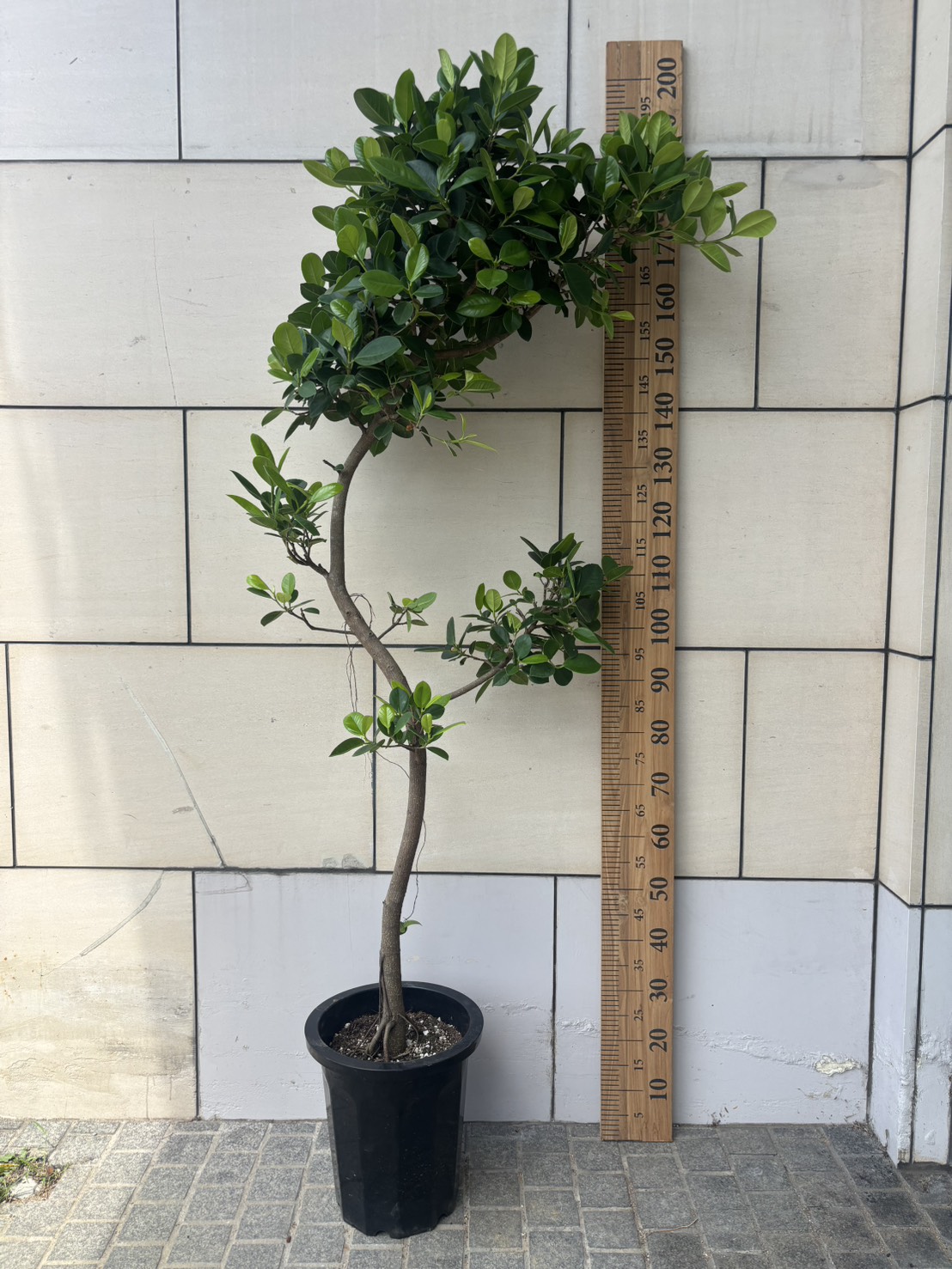 クロトン ミセスアイストン 6号 NEW | Massimo Botanico