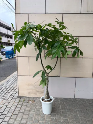 ドラセナ・コンパクタ バリエガータ | Massimo Botanico