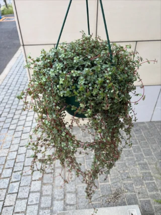☘観葉植物☘ホヤ グラブローサ① 楽天市場】□観葉植物□ ホヤ グロブローサ 発根済み葉挿し苗