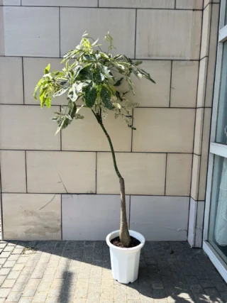 パキラ ミルキーウェイ 4 パキラ・ミルキーウェイ 実生 4 | Massimo Botanico