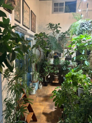 パキラ ミルキーウェイ 4 パキラ・ミルキーウェイ 実生 4 | Massimo Botanico