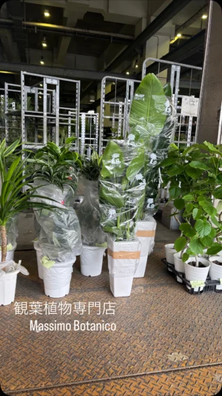 Summerセール☀️¥ 12,000→¥10,500 ユッカ　グロリオサ　胴切り Amazon｜ユッカ グロリオサ 8号 お任せ苗！ yukka gloriosa