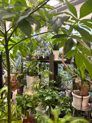 パキラ ミルキーウェイ 4 パキラ・ミルキーウェイ 実生 4 | Massimo Botanico