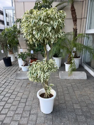 Summerセール☀️¥ 12,500→¥11,000 ➅ ユッカ　グロリオサ ユッカ・グロリオサ | Massimo Botanico