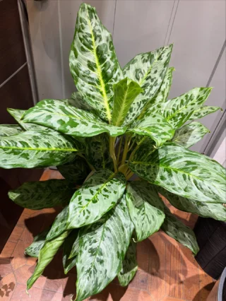 パキラ・ミルキーウェイ 実生 4 | Massimo Botanico