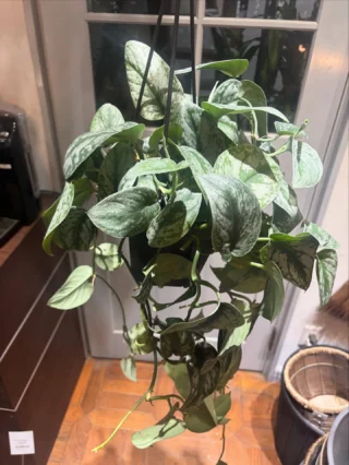 20240823 ポトステルノシリーズetc | Massimo Botanico