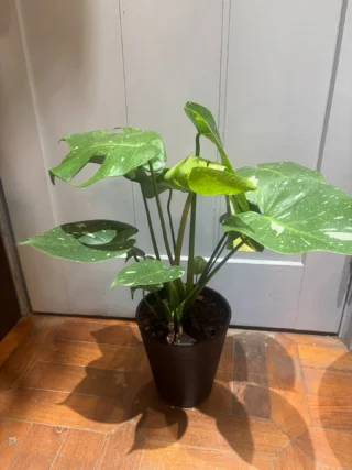 シェフレラ・マルコ 1 | Massimo Botanico