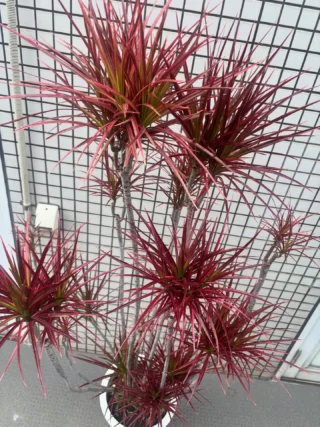 パキラ・ミルキーウェイ 実生 4 | Massimo Botanico