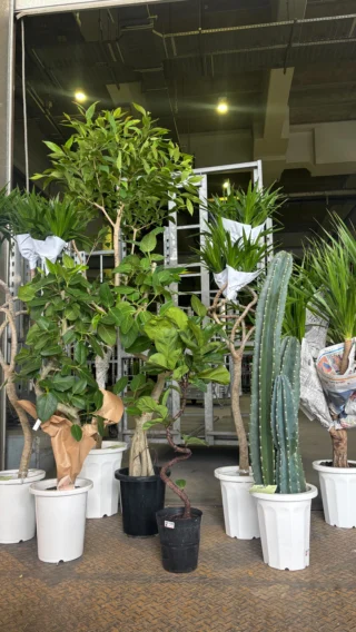 【引取り　神奈川県】160cm シェフレラマルコ 引取り 神奈川県】160cm シェフレラマルコ