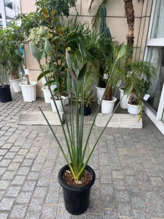 シェフレラ・マルコ 2 | Massimo Botanico