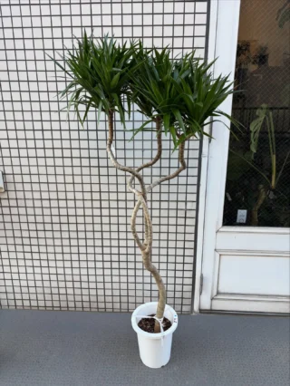 パキラ・ミルキーウェイ 実生 4 | Massimo Botanico