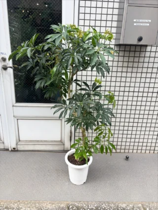 鉢セット♥バランス良し】ストレリチア オーガスタ ストレチア 3株