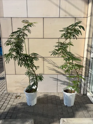 ディフェンバキア　トロピックスノー ディフェンバキア・トロピックスノー | Massimo Botanico