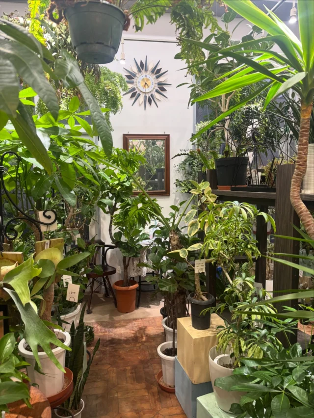 今日も寒いですが、明日はまた一段と冷え込みそうですね🤧

【冬の注意点】
・水やり（霧吹き）は汲み置き常温で日中、夕方前までに
・エアコンの風が直接あたりすぎないように、葉が過度に乾燥しすぎないように
・肥料や活力剤は通常の希釈倍率よりも薄めに
（※室内が15度を切ってくるようであれば与えない）
・なるべく植物の周りの空気が緩く流れているようにする（※サーキュレーター等使用/換気して冷たい風にあてるのは避ける）

ちょっと気にかけてあげるだけでだいぶ違ってきます🌿
うまく冬を乗り切りましょう😊