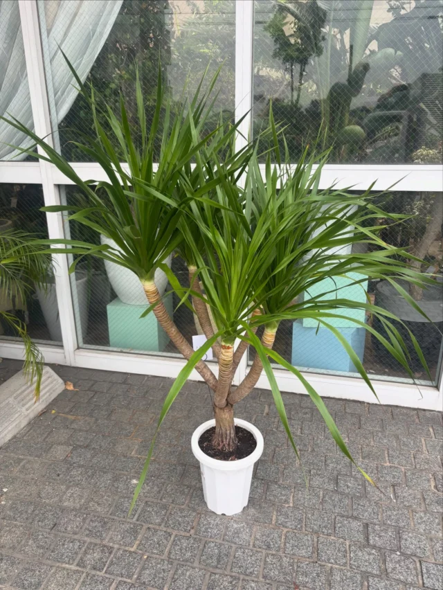 ドラセナ•カンボジアーナ
8号 H140×W110