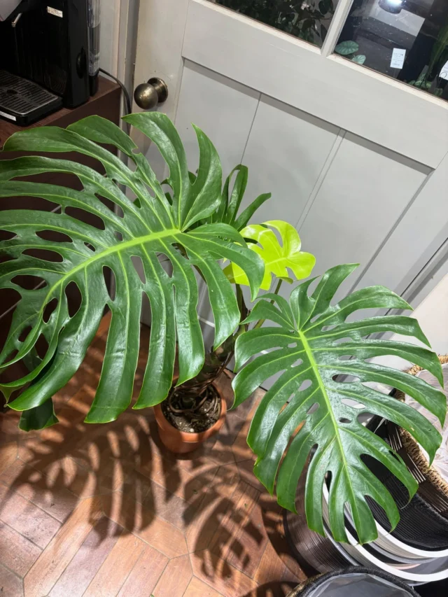 新芽がかわいく顔を出してます🌿

モンステラ•デリシオーサ
7号 H110×W65