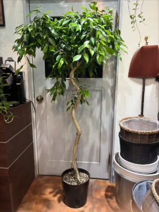 ユッカ・グロリオサ | Massimo Botanico