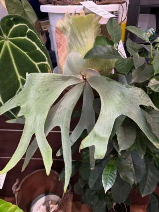 パキラ・ミルキーウェイ 実生 4 | Massimo Botanico