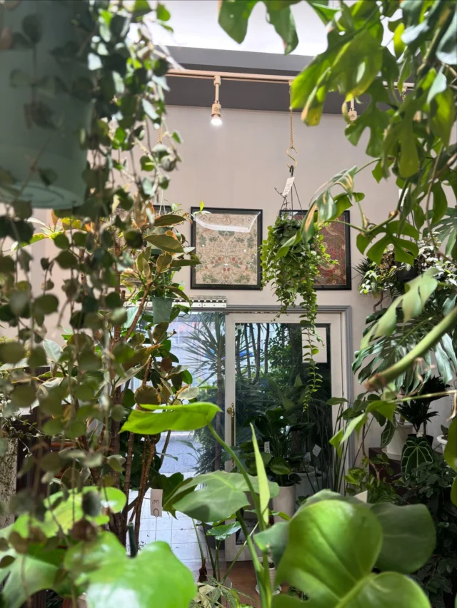 本日もありがとうございました🌿
11月も終わりですね...早い