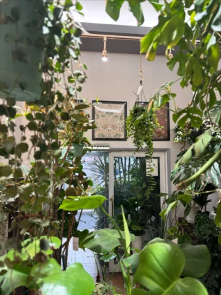 ディフェンバキア チーター 1 | Massimo Botanico