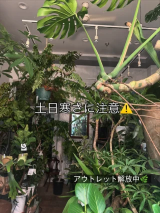 アロカシア・マクロリゾス バリエガータ カモフラージュ | Massimo