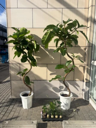 ユッカ・グロリオサ | Massimo Botanico