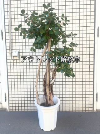 シェフレラ・マルコ 1 | Massimo Botanico