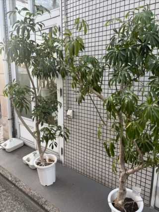 【引取り　神奈川県】160cm シェフレラマルコ Medium__10_fb8cfa63-2090-451f-