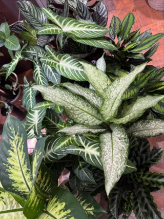 アロカシア・マクロリゾス バリエガータ カモフラージュ | Massimo