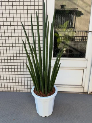 アロカシア・マクロリゾス バリエガータ カモフラージュ | Massimo