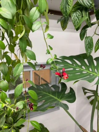 アロカシア・マクロリゾス バリエガータ カモフラージュ | Massimo