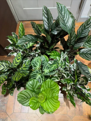 アロカシア・スカルプラム 3 | Massimo Botanico