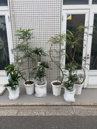 タニワタリ | Massimo Botanico