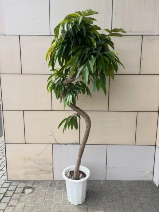 20240727 アグラオネマ・ピクタムトリカラー | Massimo Botanico