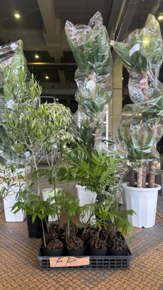 フィロデンドロン・シルバーソード | Massimo Botanico