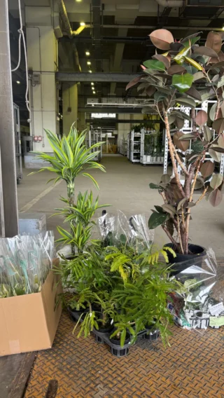 20260608 指宿系メイン | Massimo Botanico