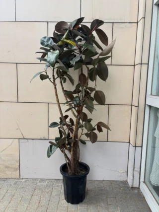 地植え管理でとても強い❤︎ストレチア 【ノンリーフ】 地植え管理で