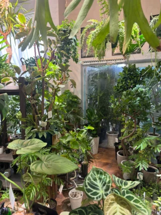 ディフェンバキア チーター 1 | Massimo Botanico