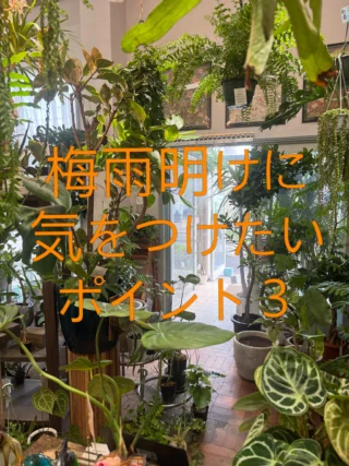 ドラセナ・コンパクタ 綴化 4 | Massimo Botanico