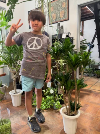 ドラセナ・コンパクタ 綴化 4 | Massimo Botanico