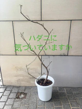 ドラセナ・コンパクタ 綴化 3 | Massimo Botanico