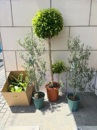 ドラセナ・コンパクタ 綴化 3 | Massimo Botanico