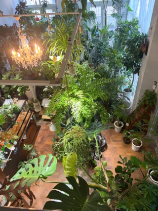 カシワバゴム・バンビーノ 4 | Massimo Botanico