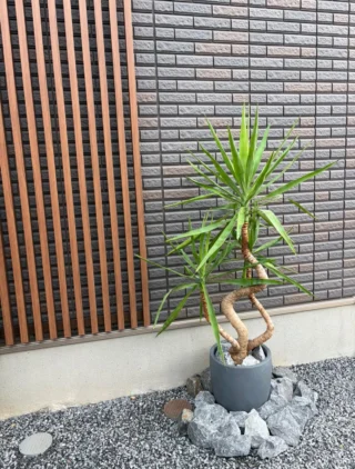 カシワバゴム　バンビーノ　4 カシワバゴム・バンビーノ 4 | Massimo Botanico