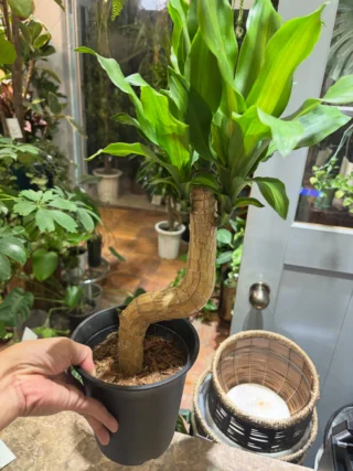 クロトン・流星 | Massimo Botanico