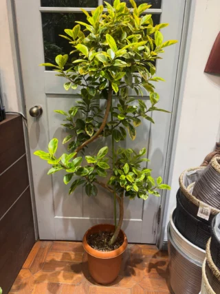 クロトン・流星 | Massimo Botanico